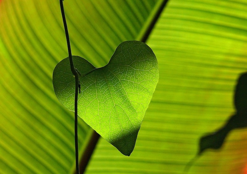 soins-energetiques-au-coeur-de-leveil-ame Soins énergétiques